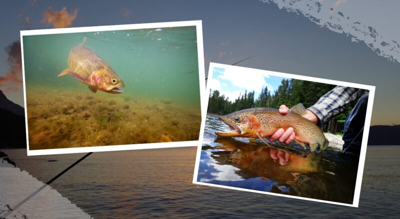 Cutthroat Trout