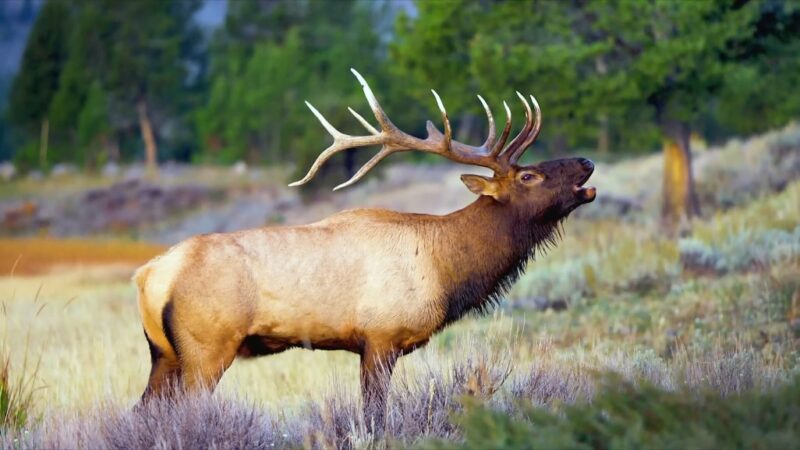 Northwest Montana wildlife