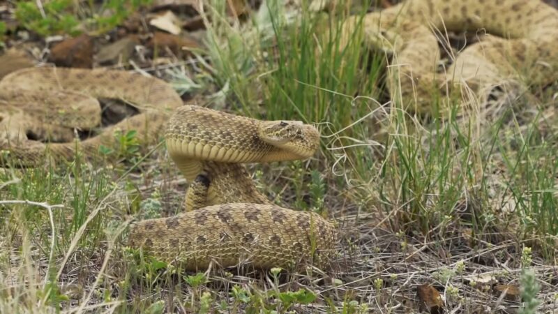 Montana Snake Hunt