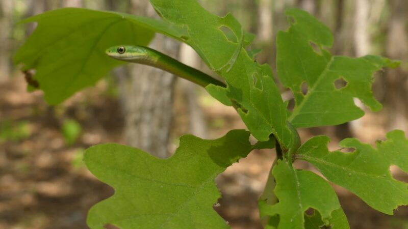 Smooth Greensnake