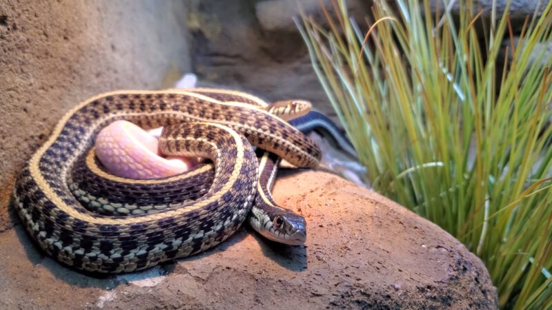 Western Garter Snake