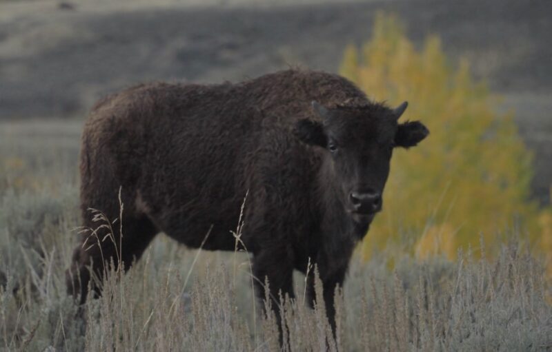 Bison in Montana