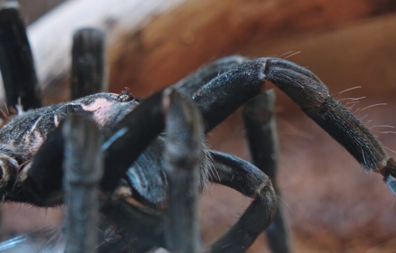 Black Widow Spider in Montana