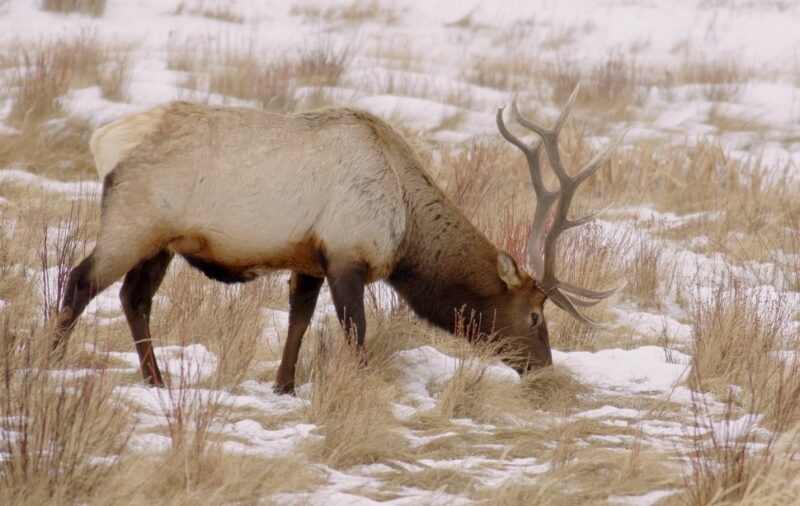 Elk Found in Montana