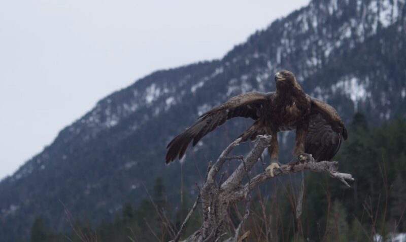 Golden Eagles on tree in Montana