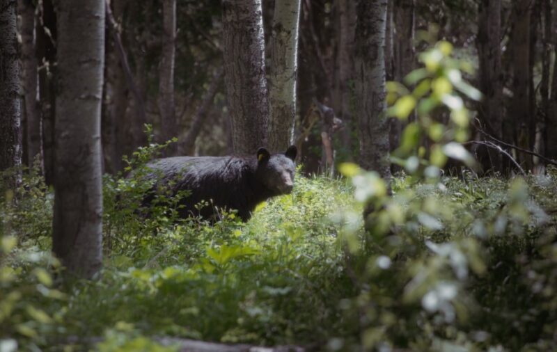 10 of the Most Deadly Animals Found in Montana