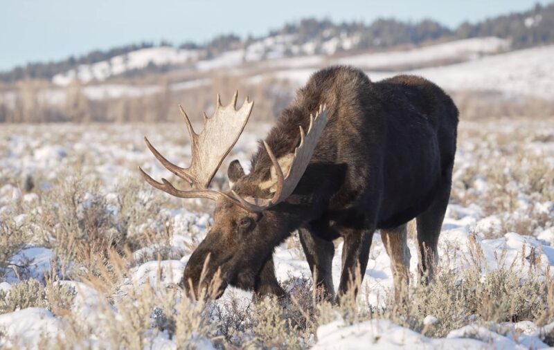 Moose Found in Montana.jpg