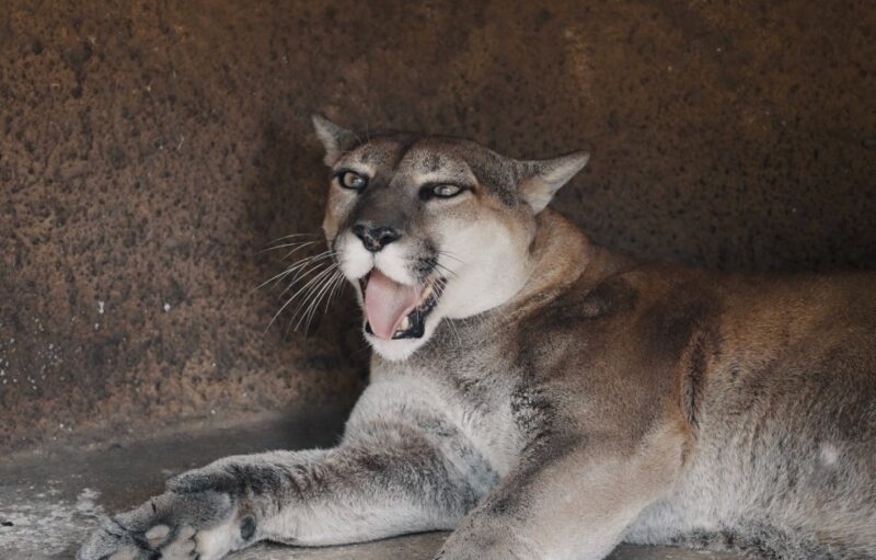 Mountain Lions Found in Montana