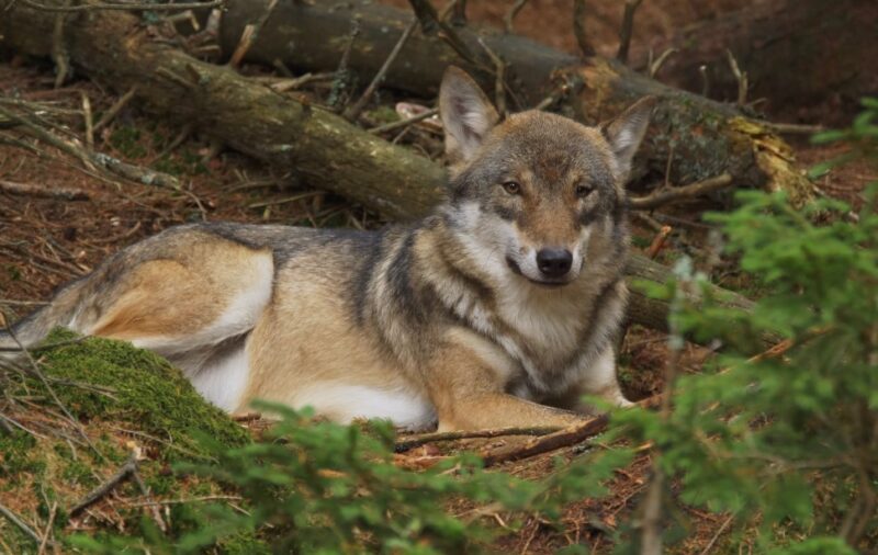 wolf in the forest in Montana