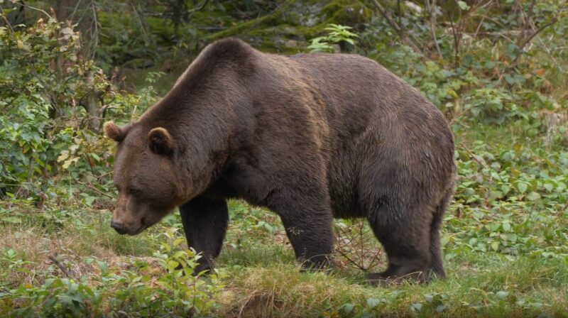 Grizzly Bear in the forest