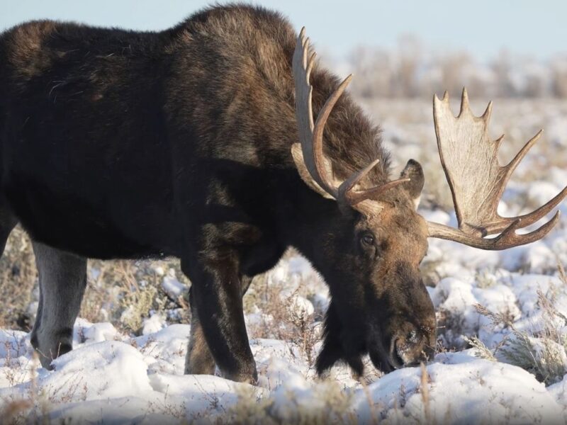 Moose in forest in Montana