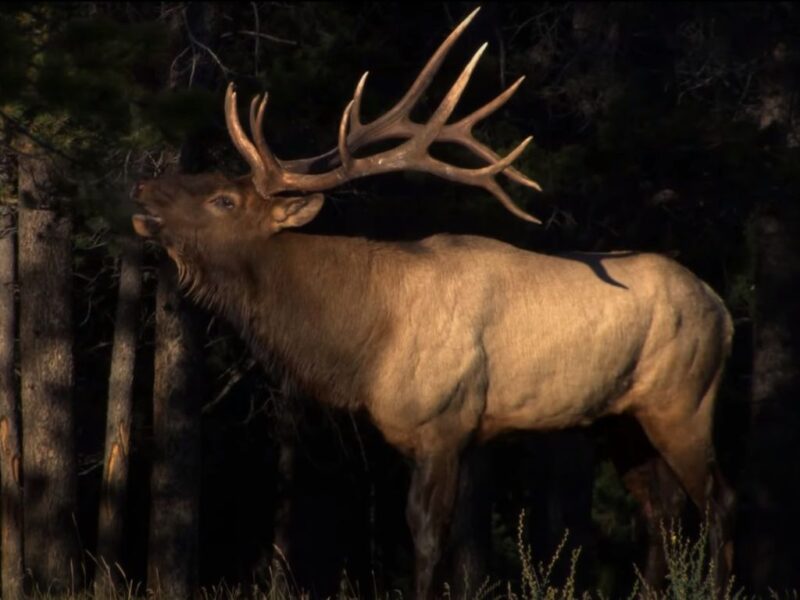 elk in montana