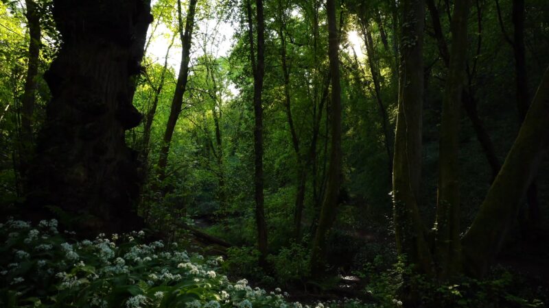 Forest Bathing with Terpenes