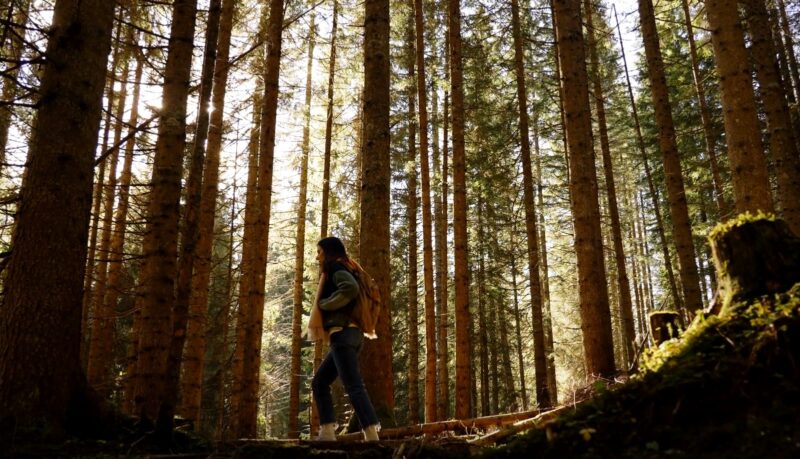 Forest bathing benefits