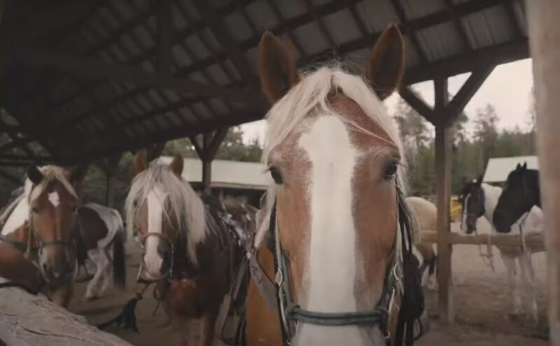 Horseback Riding in Glacier National Park - Horses