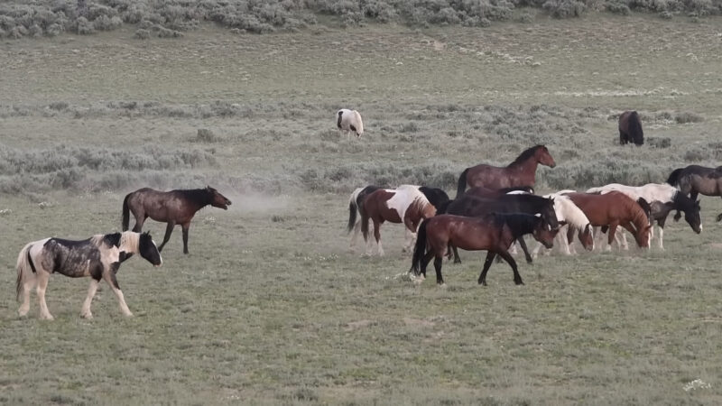 Run with the Horses 26 Miles wyoming