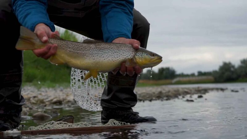 Angler holding a freshly caught brown trout above the shallow waters of the Bighorn River in Montana, with a net and waders visible