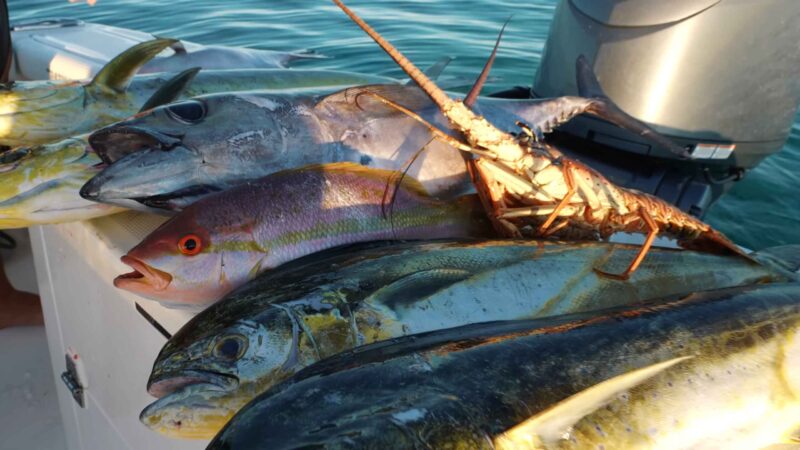 Close-up of a colorful variety of fish including mahi-mahi, snapper, tuna, and a spiny lobster on a boat in the Florida Keys