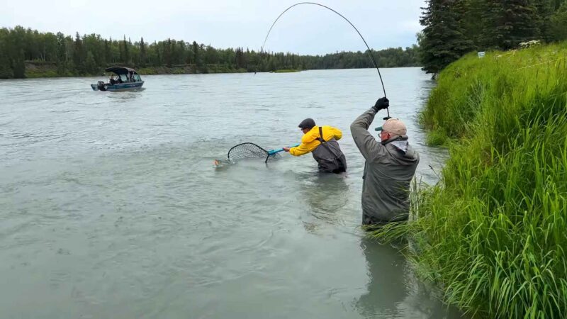 Two anglers standing in the Kenai River, one holding a fishing rod with a bent line while the other reaches out with a net to land a salmon, with a boat in the background