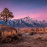 A solitary tree on a large boulder in a desert landscape with snow-capped Sierra Nevada mountains in the background at sunset