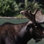 A moose with large antlers stands in the water, surrounded by a natural landscape