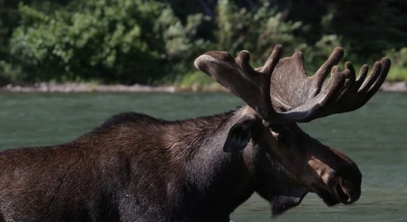 A moose with large antlers stands in the water, surrounded by a natural landscape