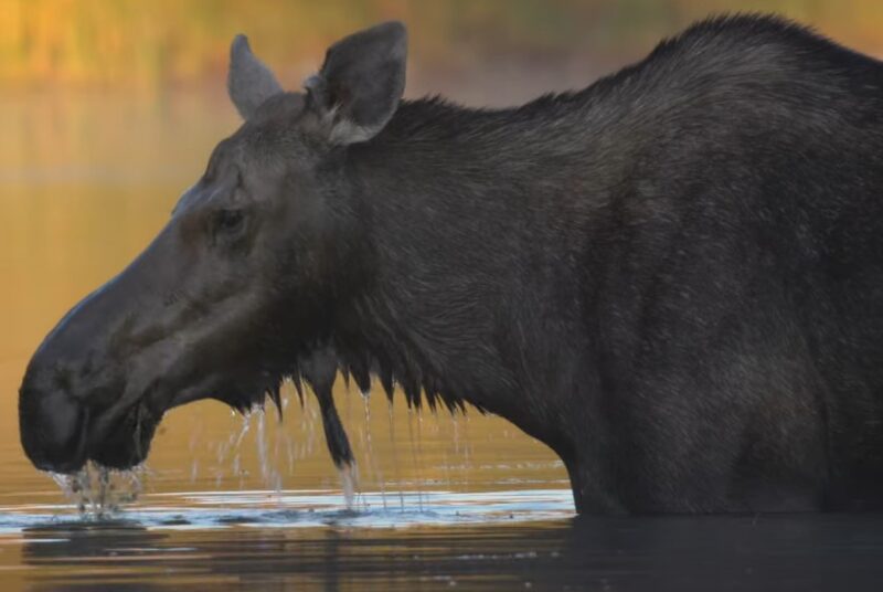 Moose standing in shallow water, drinking, surrounded by greenery and reflecting trees