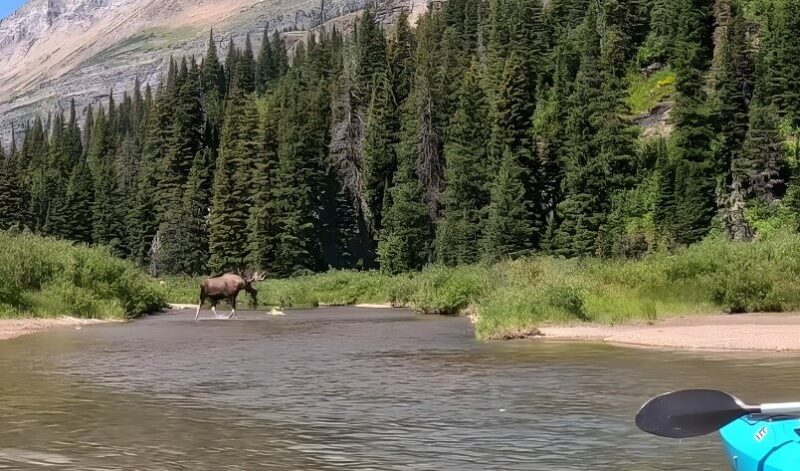 Moose crossing a shallow river, surrounded by towering pines and a backdrop of majestic mountains