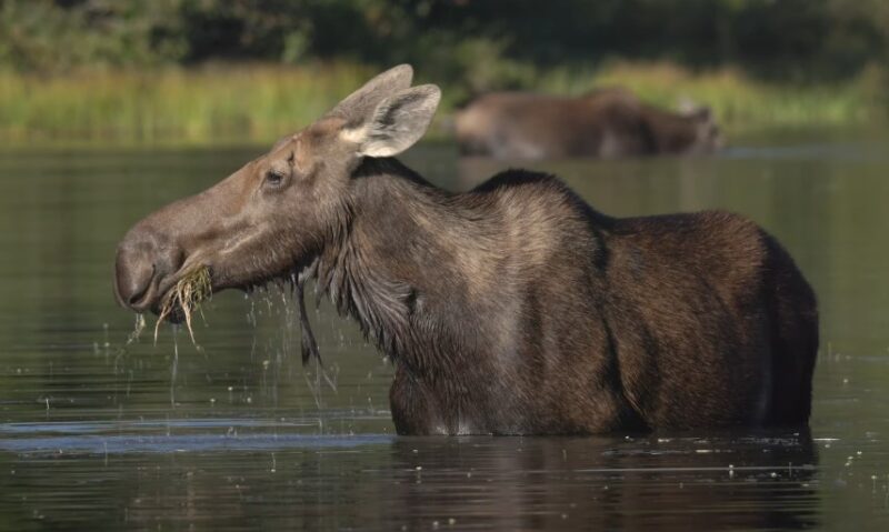 Moose foraging in a tranquil pond, the water reflecting the surrounding greenery