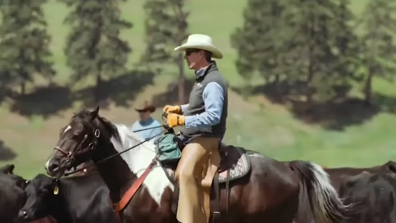 A cowboy rides a horse among cattle in a grassy field with trees in the background
