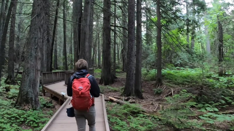 Hiker walking through a forested boardwalk on the Trail of the Cedars in Montana