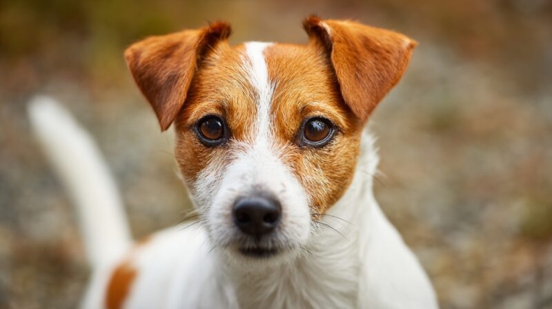 Close-up of a Jack Russell Terrier with a white coat and brown markings, looking directly at the camera with bright, alert eyes