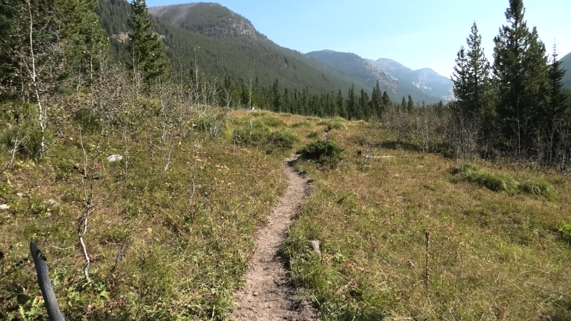 A narrow trail runs through grass and trees in the Bob Marshall Wilderness with mountains ahead