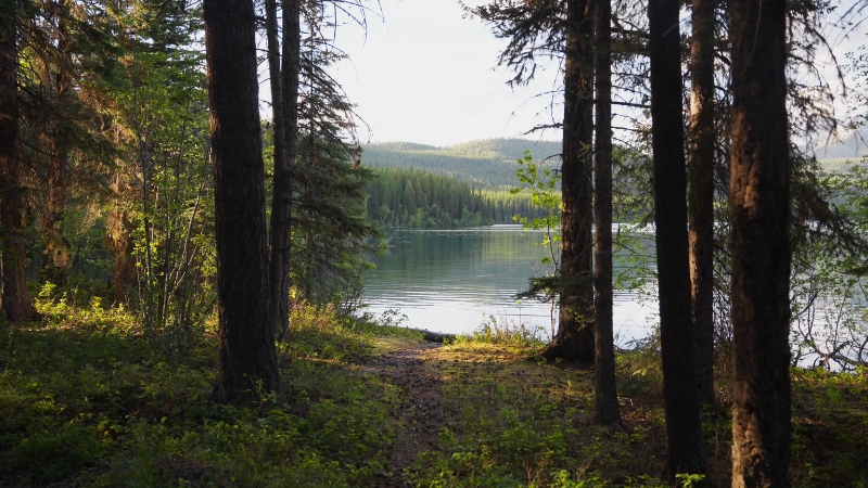 A quiet forest path opens to the calm shoreline of Kintla Lake in the North Fork region