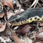 Native snake species in Montana resting among dry leaves with dark scales and a yellow underside