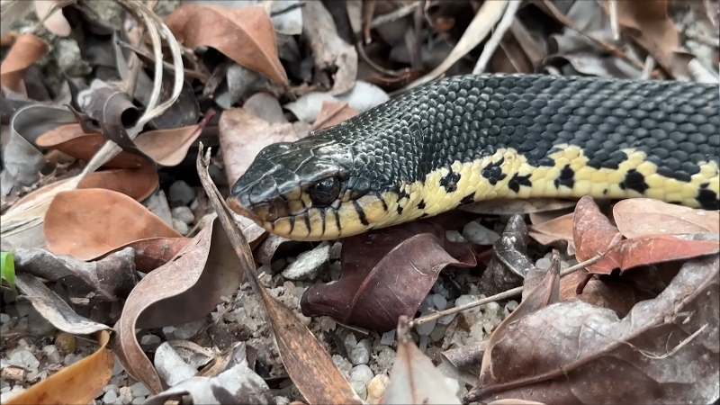 Native snake species in Montana resting among dry leaves with dark scales and a yellow underside