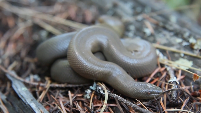 Rubber boa coiled on forest floor with smooth brown skin and a blunt head