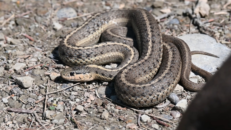 Terrestrial garter snake resting on rocky ground with a brown body and light stripes
