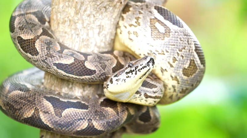 Western hognose snake coiled around a branch with an upturned snout and patterned body