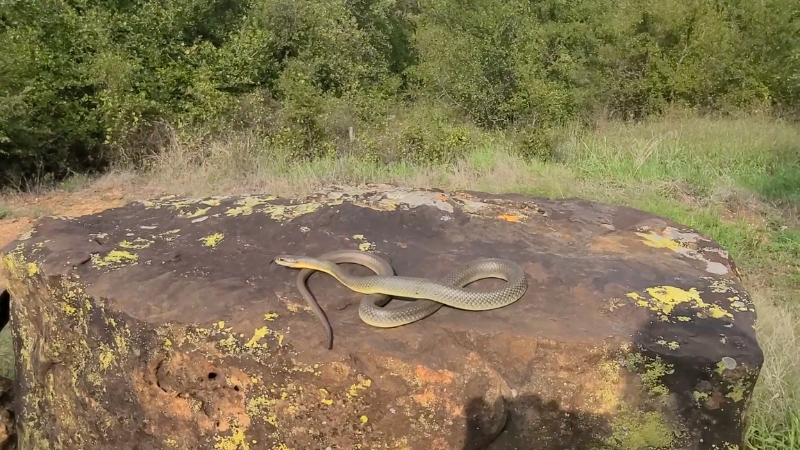 Western racer stretched across a sunlit rock with a smooth olive body