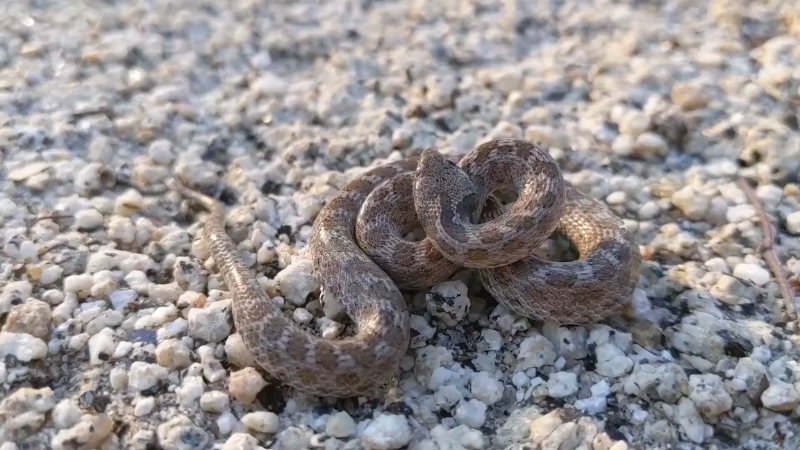 Western terrestrial nightsnake coiled on gravel with a small, patterned brown body