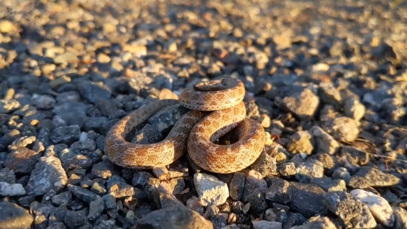 Small snake coiled on a gravel road, a common place for snake encounters in Montana