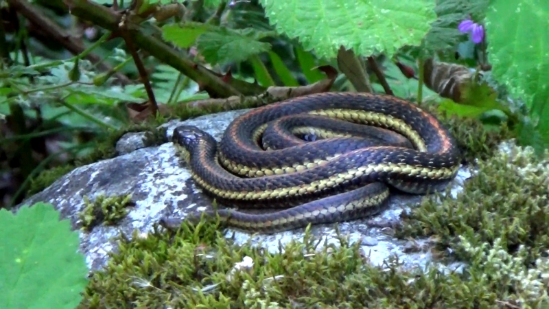 Garter snake resting on a mossy rock, showing how snakes fit into natural ecosystems