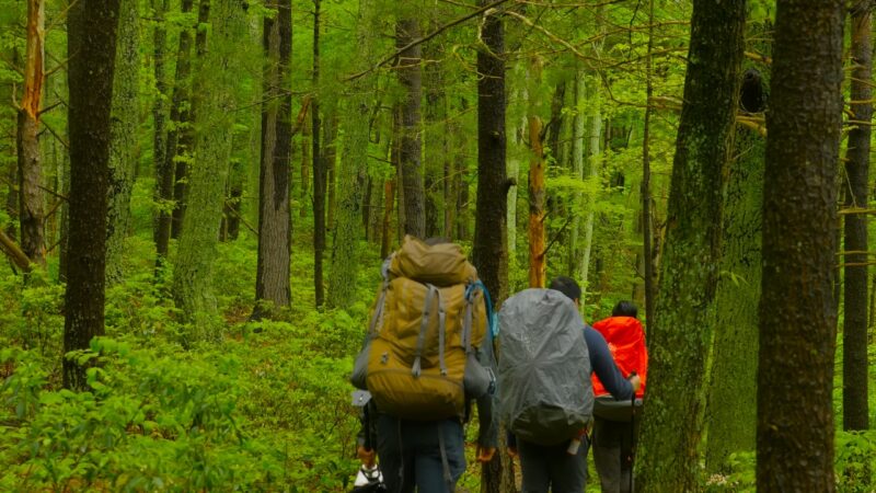 Backpackers hike through a dense green forest in the Appalachian Mountains during spring season